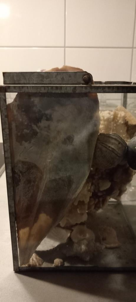 Decoratieve glazen doos met schelpen en koraal, Ophalen of Verzenden, Gebruikt