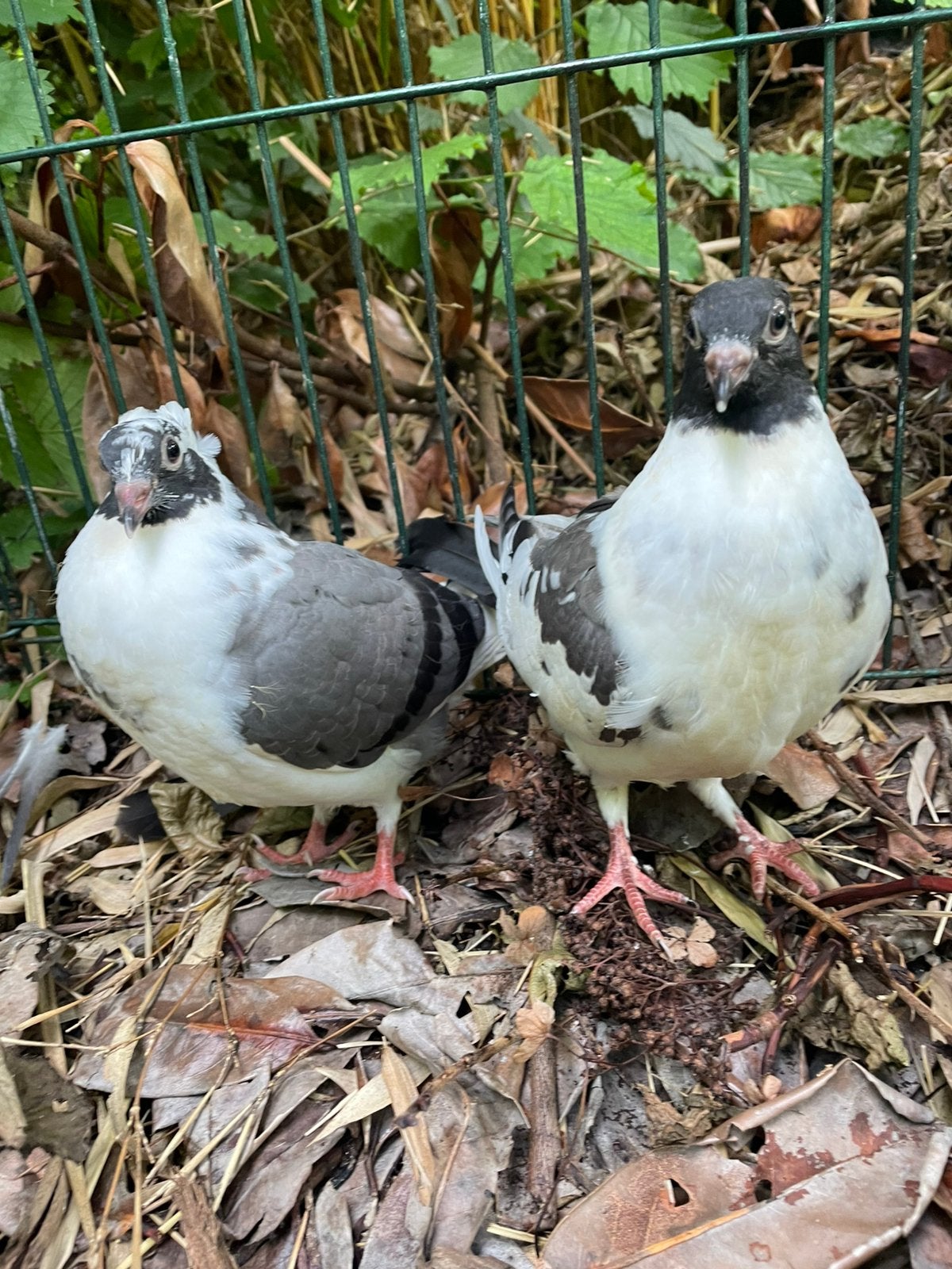 2 jonge sierduifjes, Dieren en Toebehoren, Vogels | Duiven, Geslacht onbekend, Overige soorten