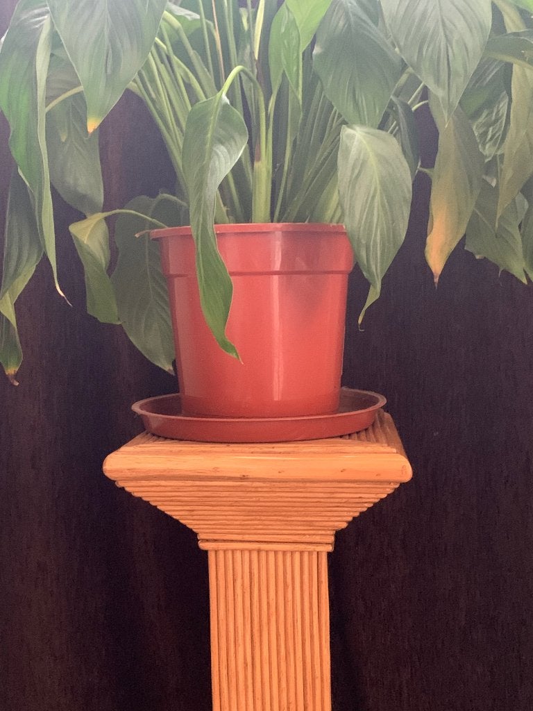 plantensokkel rotan, Ophalen, Gebruikt