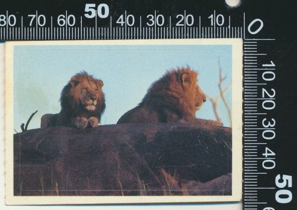 Sticker: Milky Way - Dierenplaatjes 1, Verzenden, Zo goed als nieuw, Dier en Natuur