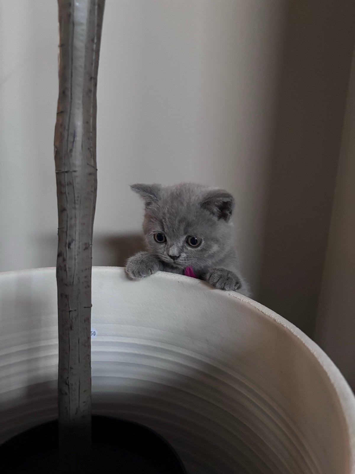 Blauwe brits korthaar poesjes, Poes, Met stamboom, 0 tot 2 jaar