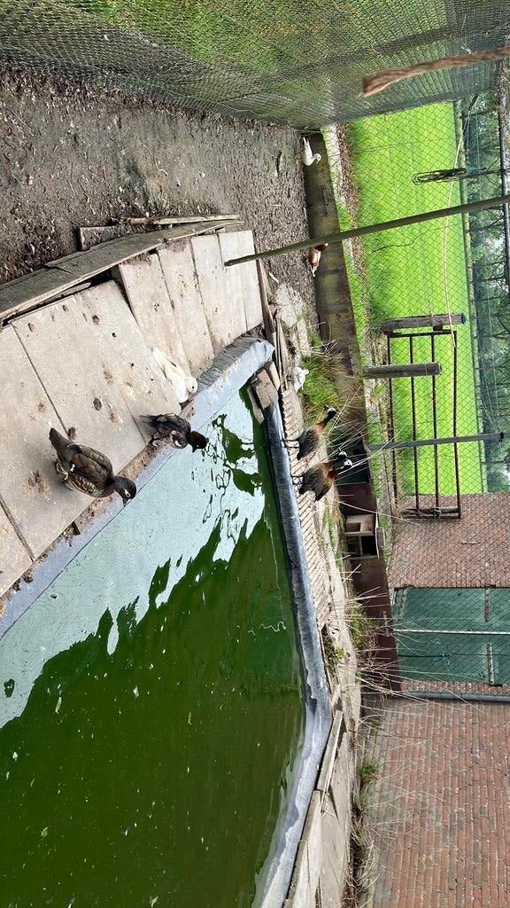 Aangeboden groep eenden, Meerdere dieren, Eend