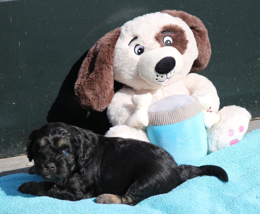 zeer bijzondere puppy's franse bulldog x toypoedel, Dieren en Toebehoren, Honden | Bulldogs, Pinschers en Molossers, 8 tot 15 weken