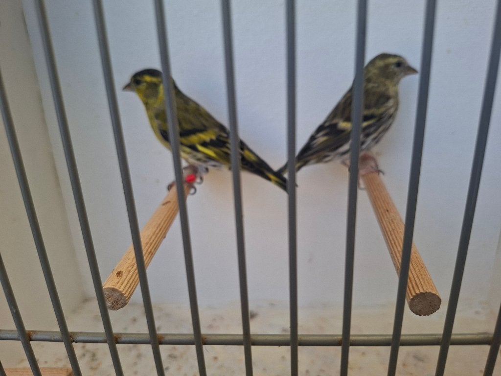 Koppel sijzen 2025 wildkleur x ivoor, Meerdere dieren, Wildzangvogel