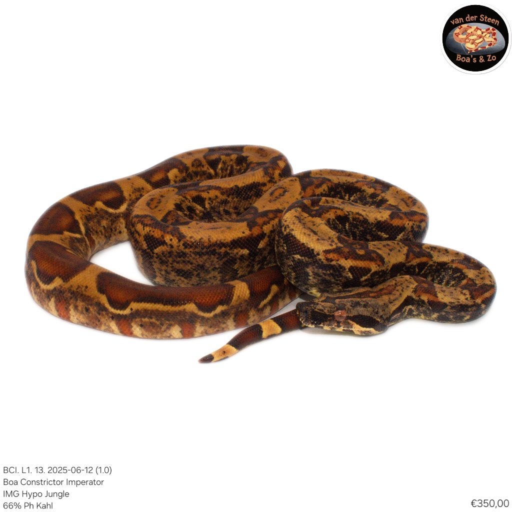 Boa Constrictor Imperator Litter 01 2025 Boa Constrictor photo 8