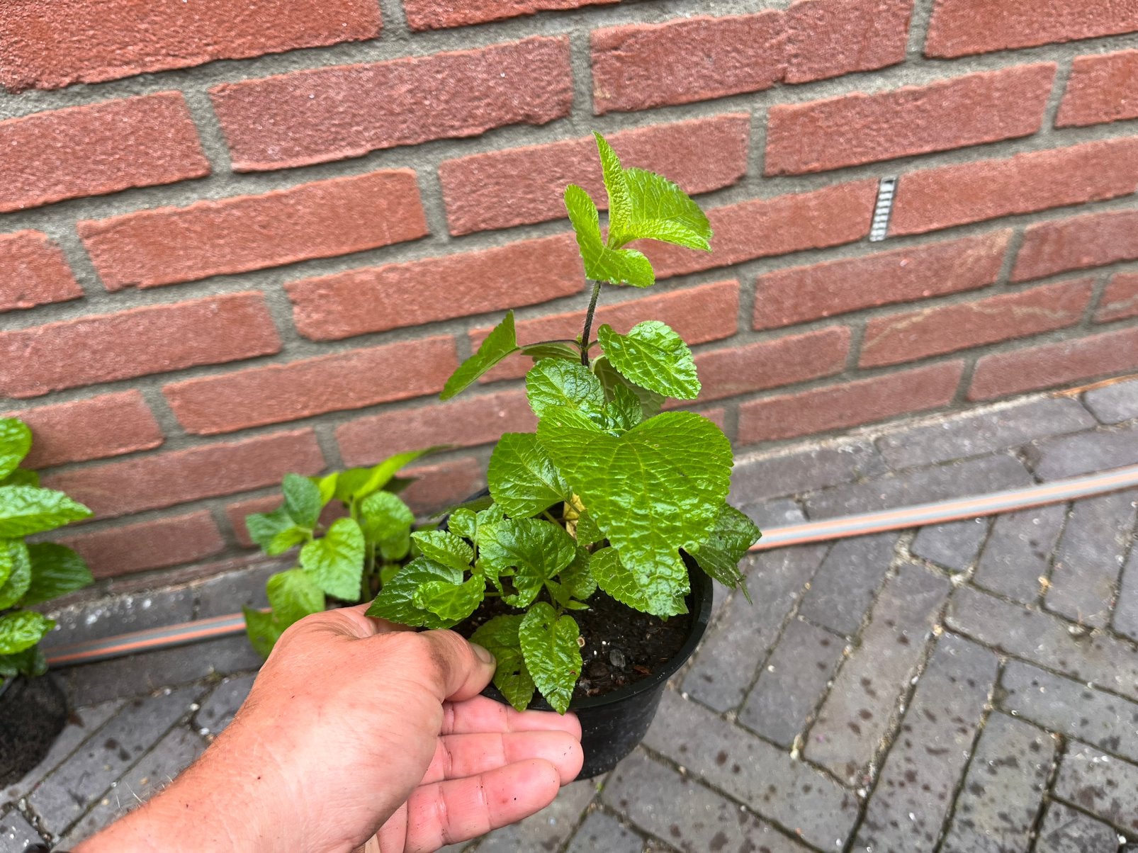 Salvia amistad  / Salie / vaste plant, Ophalen of Verzenden, Overige soorten, Volle zon