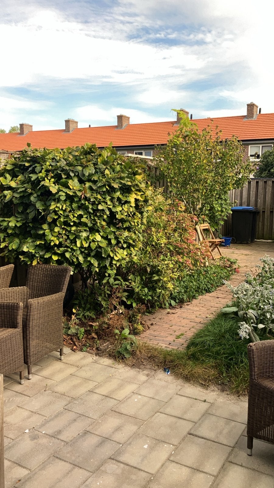 Gratis tuinplanten Hortensia, Hibiscus, beukenboom, Tuin en Terras, Bloeit niet, Halfschaduw, 100 tot 250 cm, Overige soorten