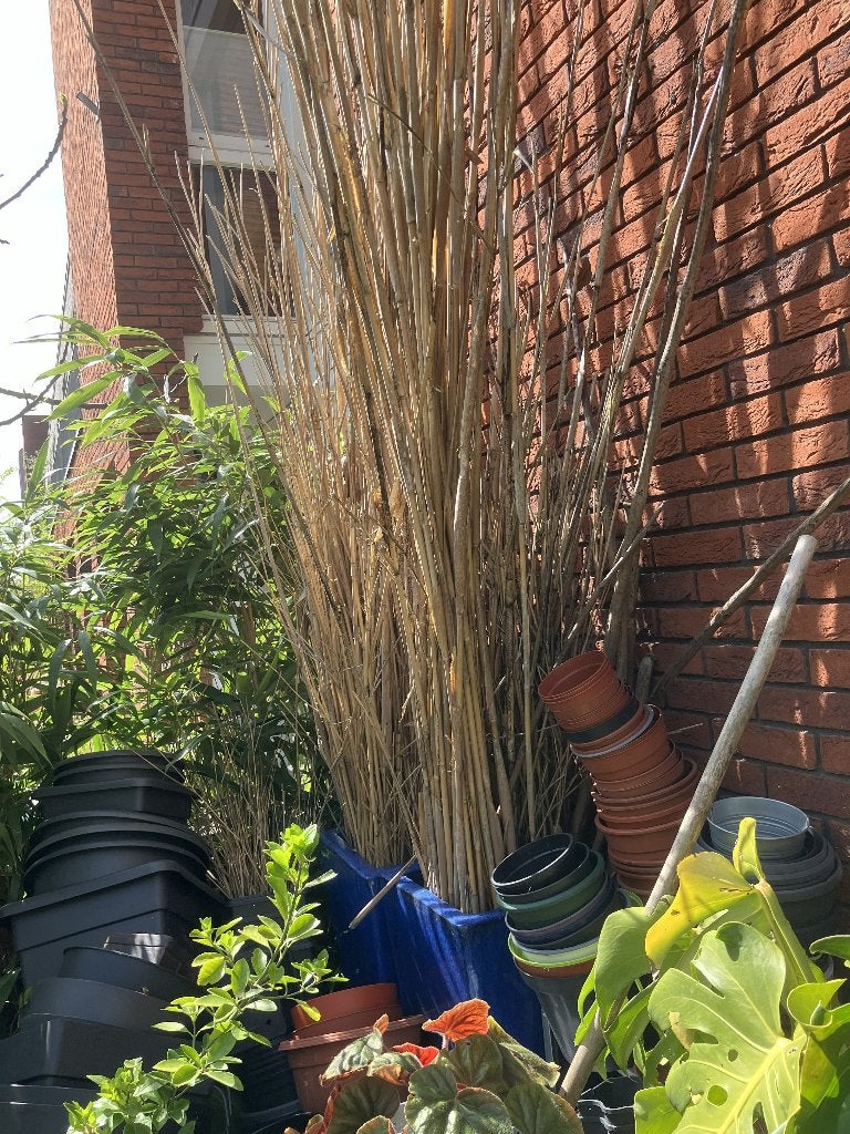 Lange bamboe stokken, Tuin en Terras, Ophalen, Zo goed als nieuw, Overige typen