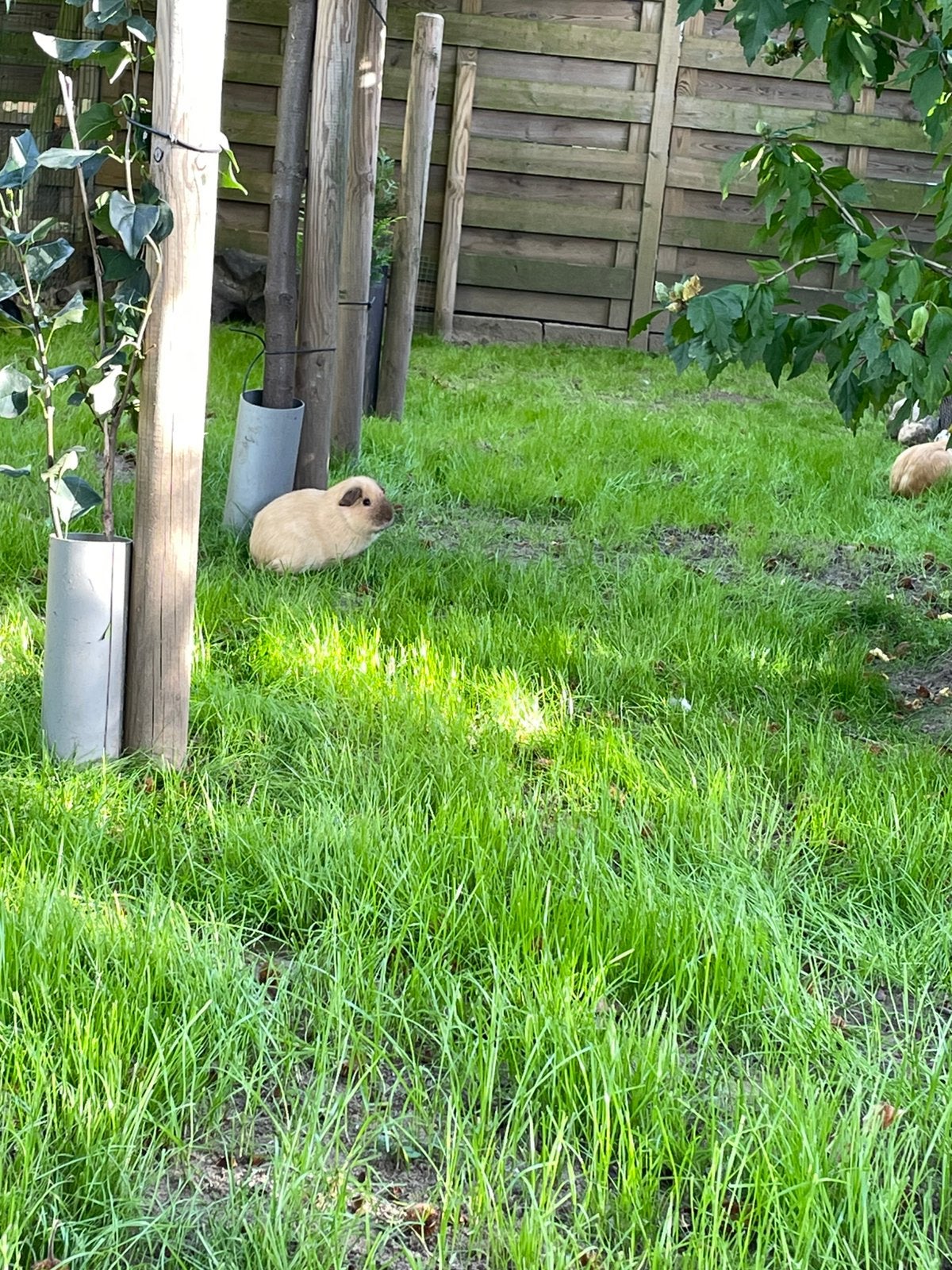 Cavia beertje, Dieren en Toebehoren, Oktober, Mannelijk, Cavia