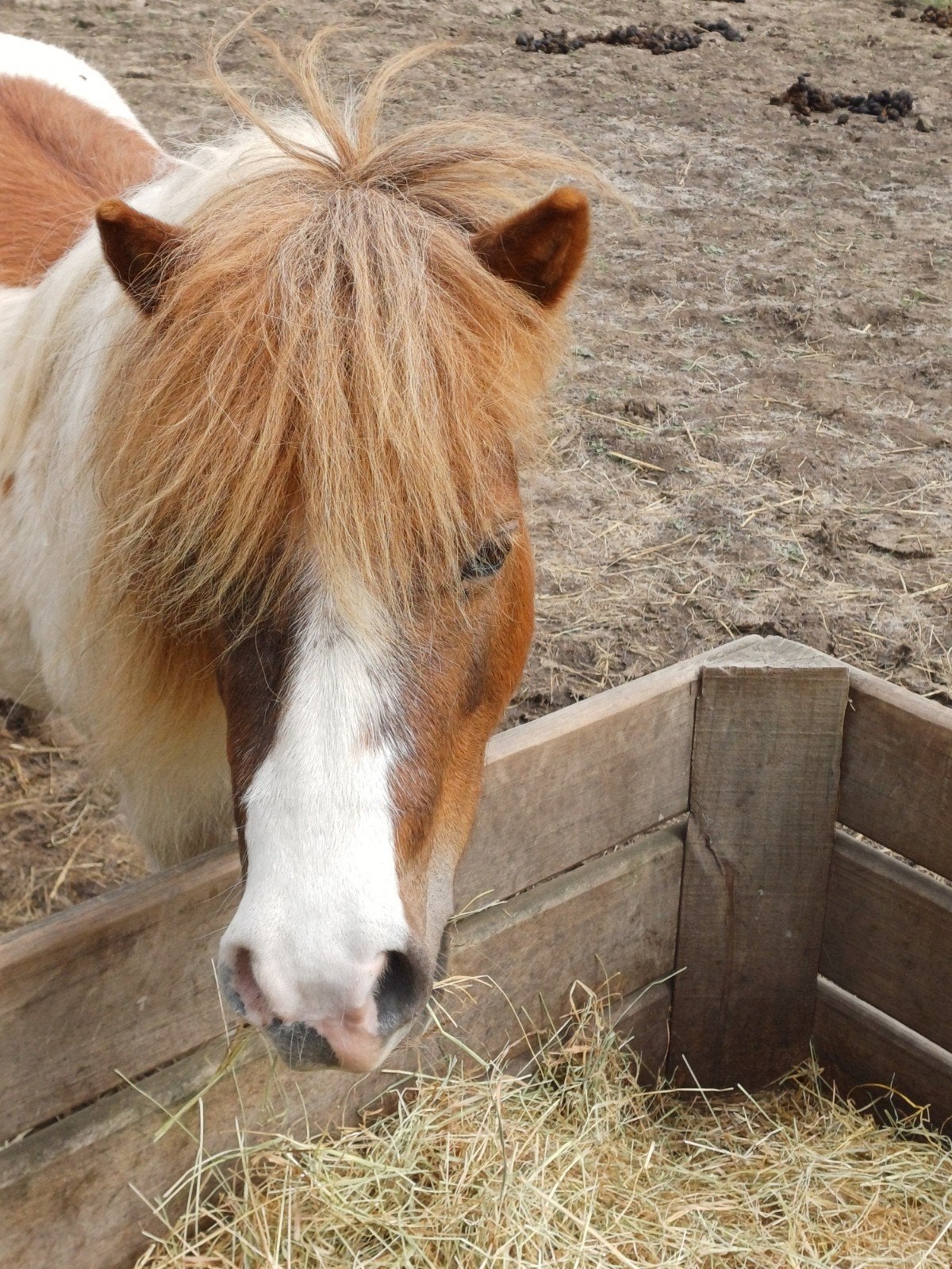shetlander merrie, Merrie, Minder dan 160 cm, Recreatiepaard, 3 tot 6 jaar