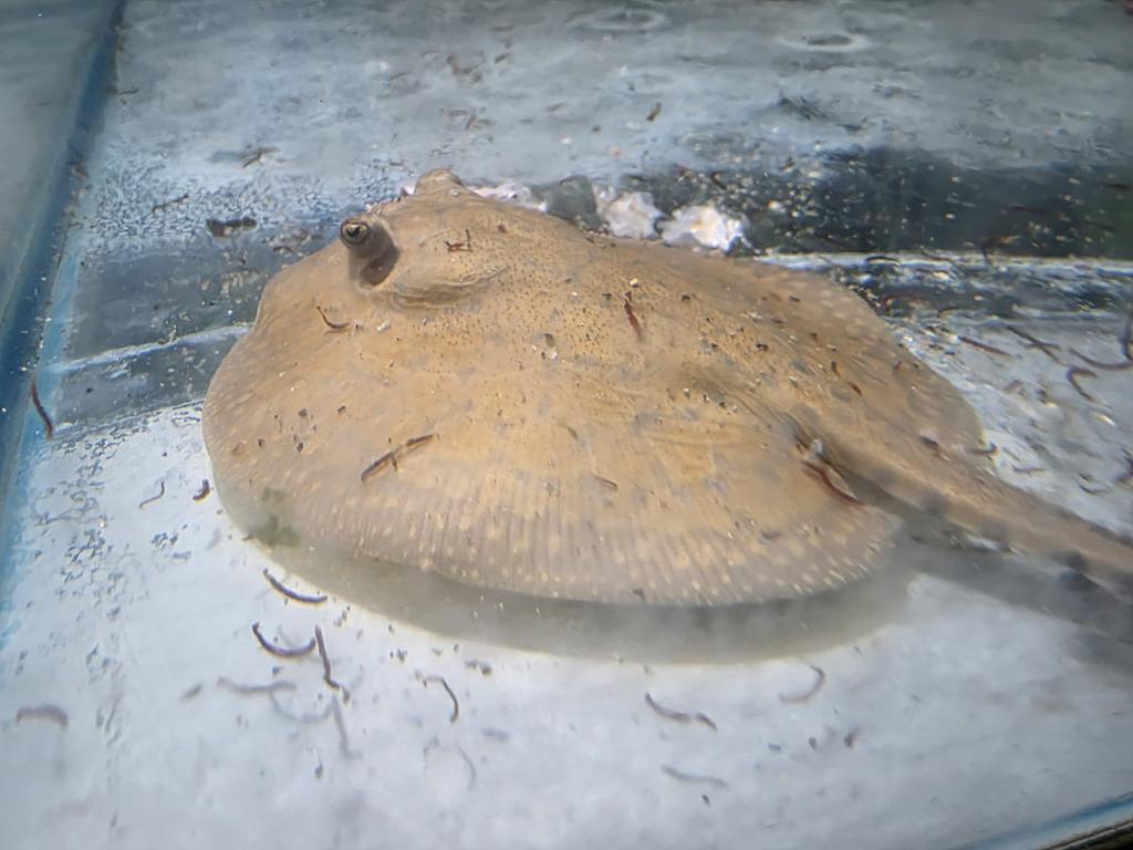 Boesemani x magdalena F1 Potamotrygon koppel, Dieren en Toebehoren, Vissen | Aquariumvissen, Vis