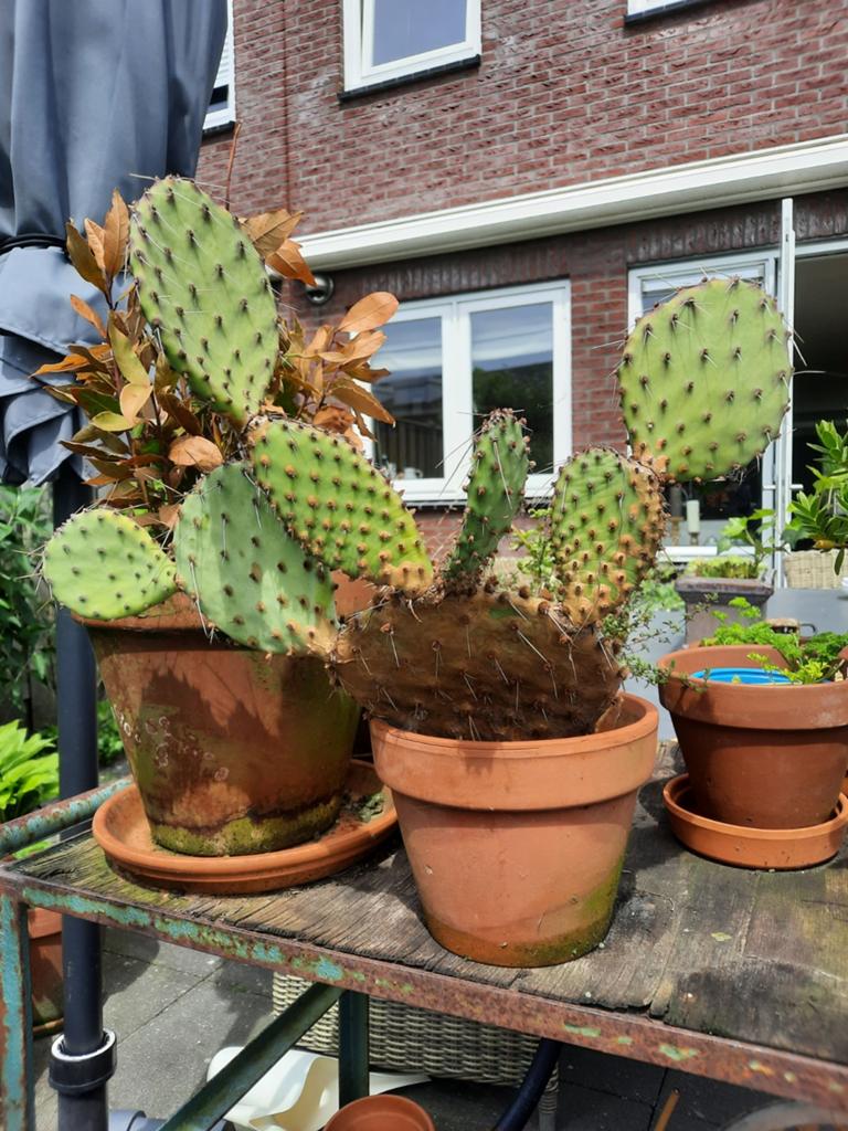 Vijgcactus, Tuin en Terras, Ophalen of Verzenden, Rond, Steen, Minder dan 30 cm
