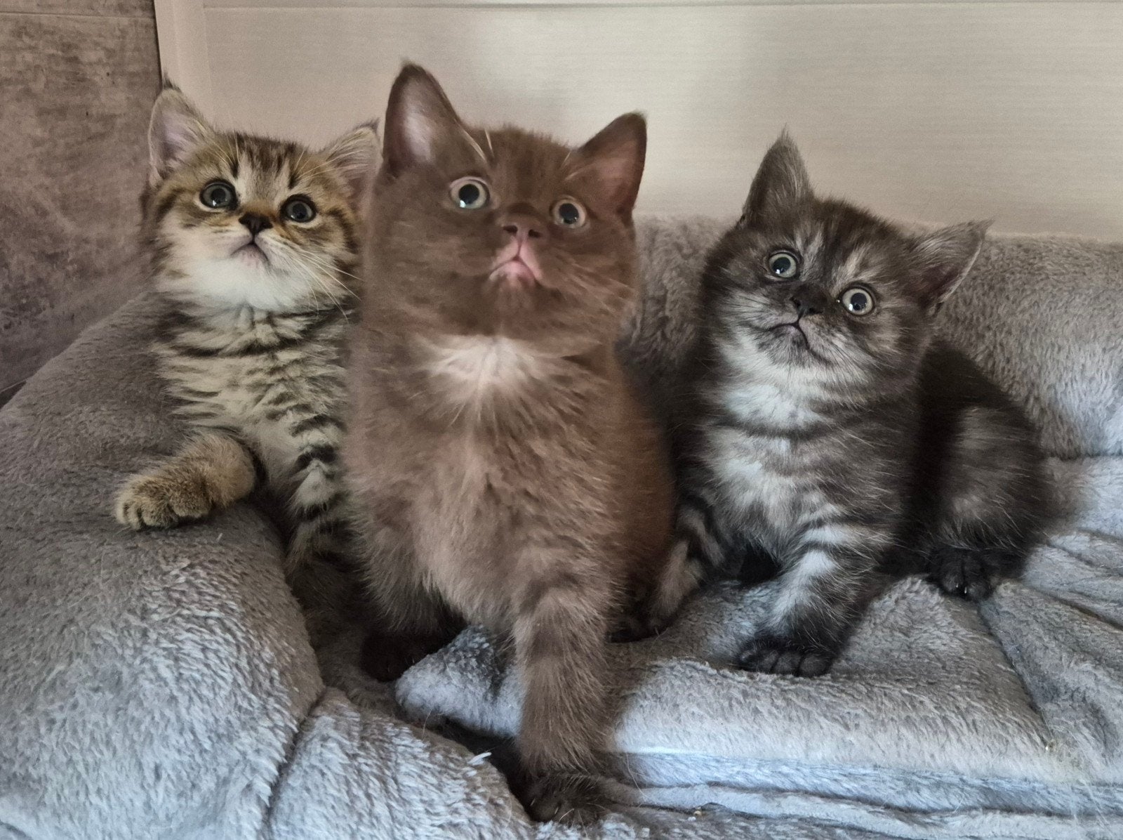 britse korthaar kittens mogen na nieuw huisje, Dieren en Toebehoren, Meerdere dieren