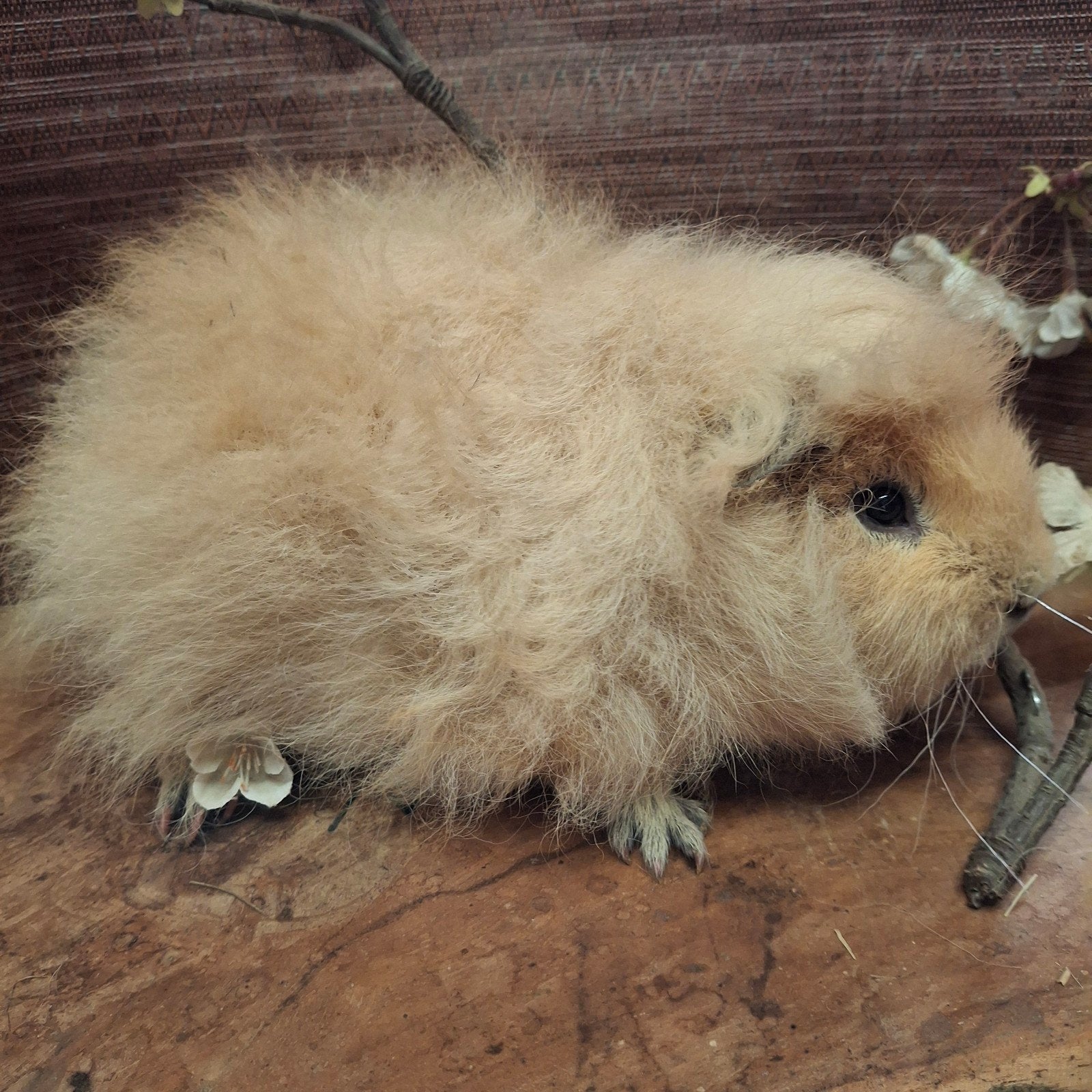 ch teddy cavia, crème, Dieren en Toebehoren, Knaagdieren, Mei, Mannelijk, Cavia