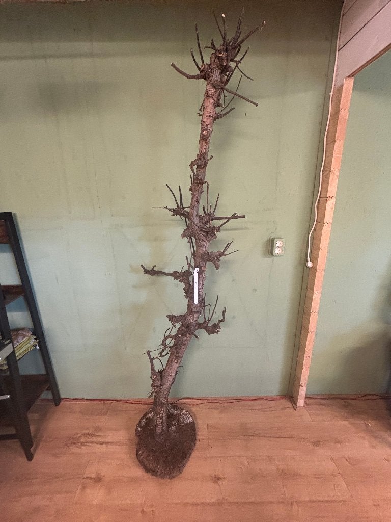 Te koop meerdere takken voor terrarium of voor vogels, Dieren en Toebehoren, Ophalen, Gebruikt, Tak, Plant, Rots of Steen