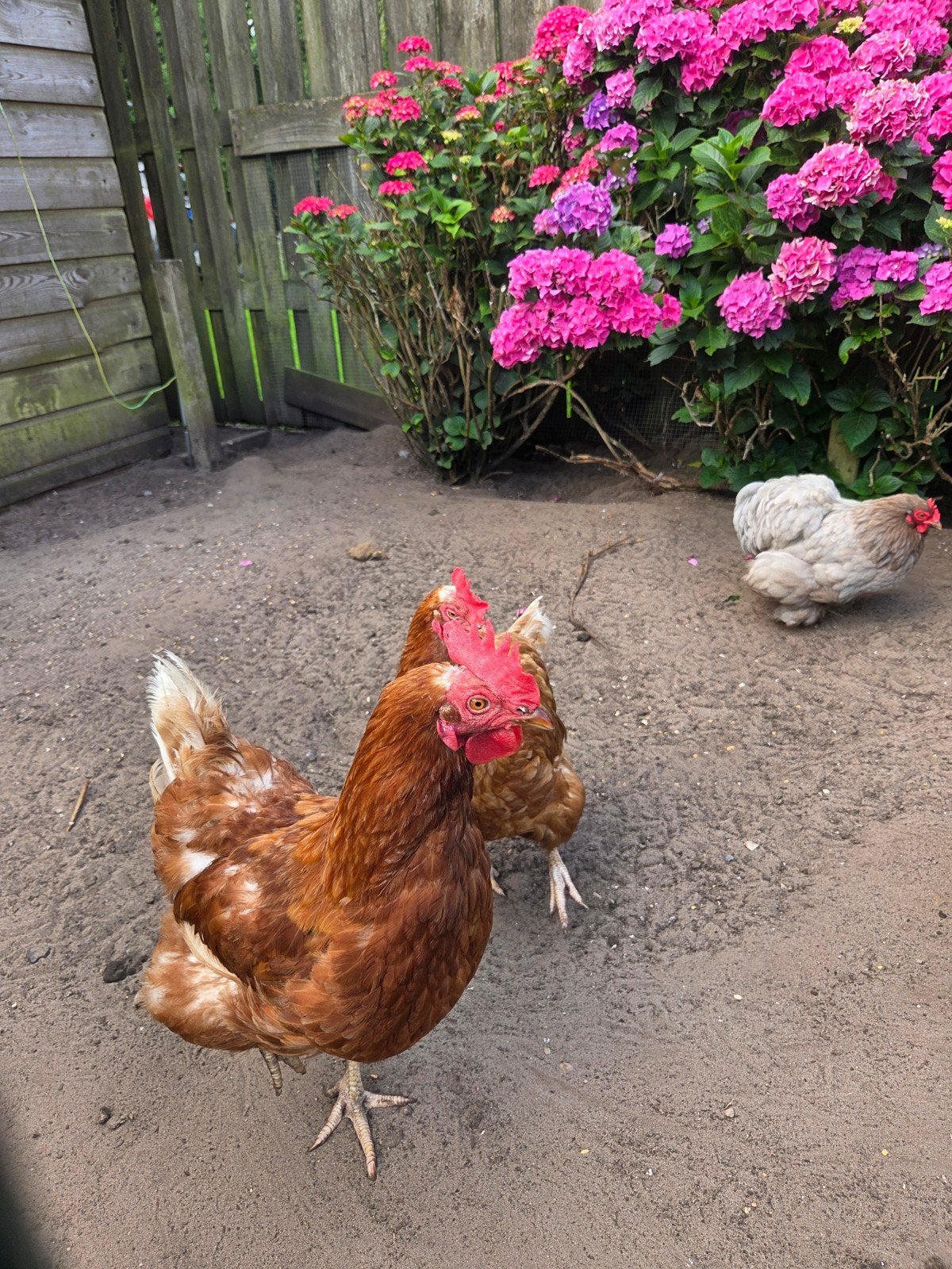 Twee leghennen negen maanden oud, Vrouwelijk, Kip
