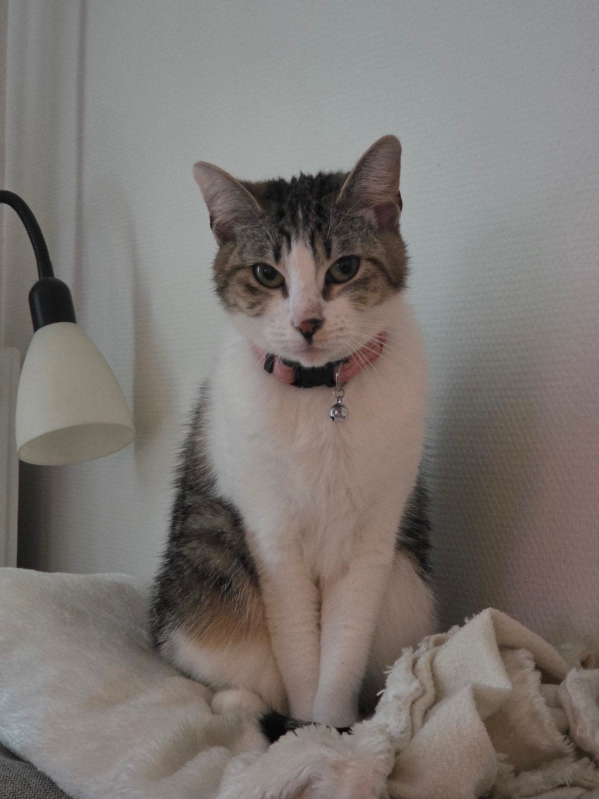 Lieve poes te koop, 2 jaar, gechipt en ingeënt, Poes, 0 tot 2 jaar