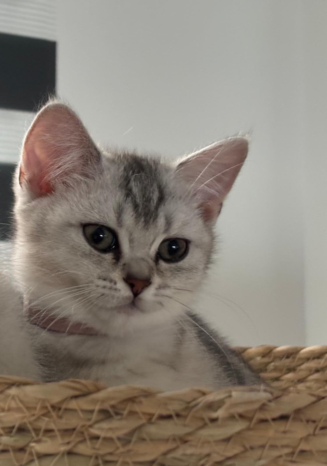 Britse korthaar kittens black silver shaded (nog 1 over), Dieren en Toebehoren, Katten en Kittens | Overige Katten, Meerdere dieren