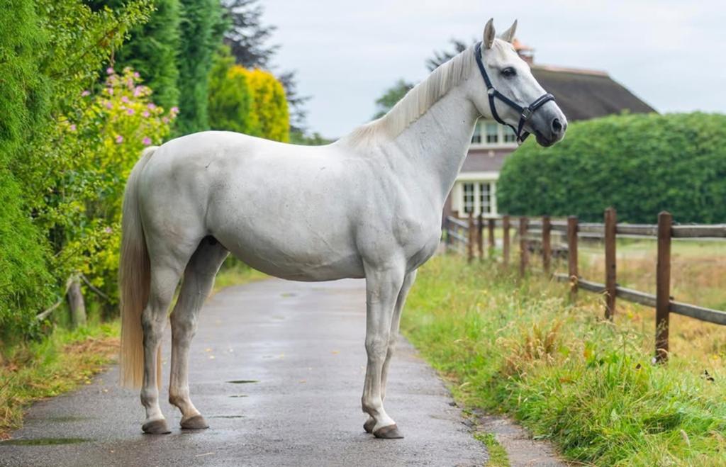 Prachtige spring merrie te koop!, Merrie, Springpaard