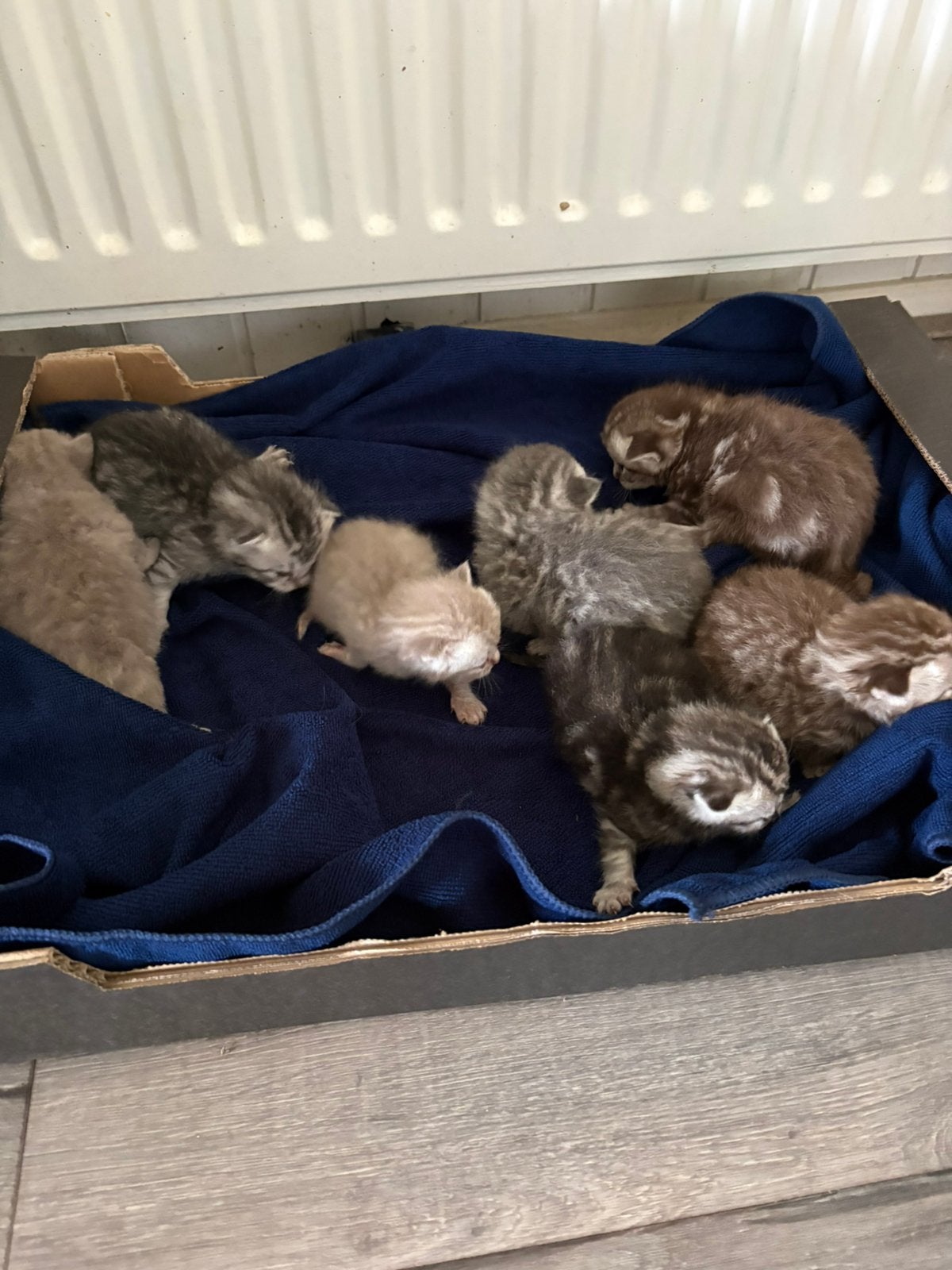 Britse Korthaar, Geslacht onbekend, Ontwormd, 0 tot 2 jaar