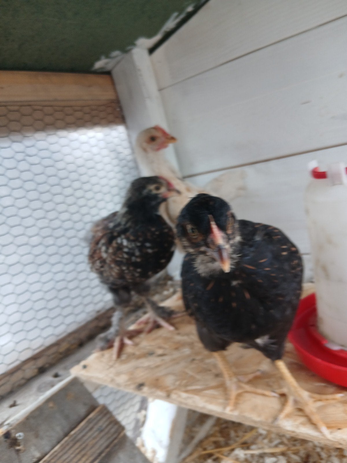 3 kuikens, Meerdere dieren, Kip