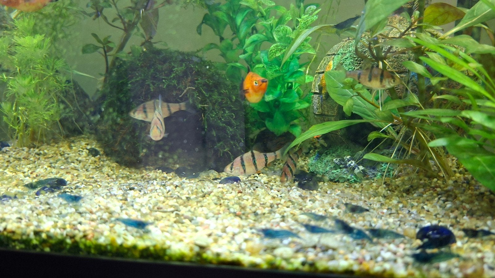 Vijf streep barbeel, Kreeft, Krab of Garnaal