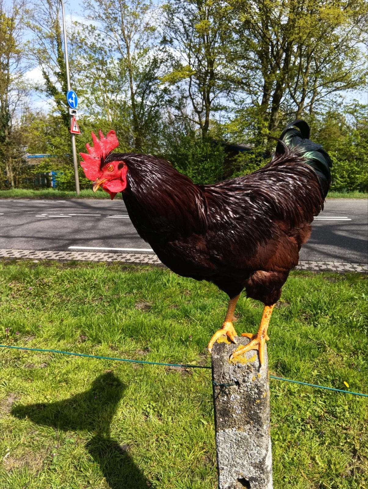 Rhode island red hanen, Dieren en Toebehoren, Mannelijk, Kip