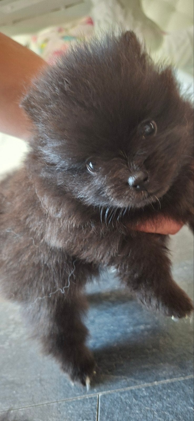 pomeriaan puppys, 8 tot 15 weken, Meerdere, Meerdere dieren, Nederland