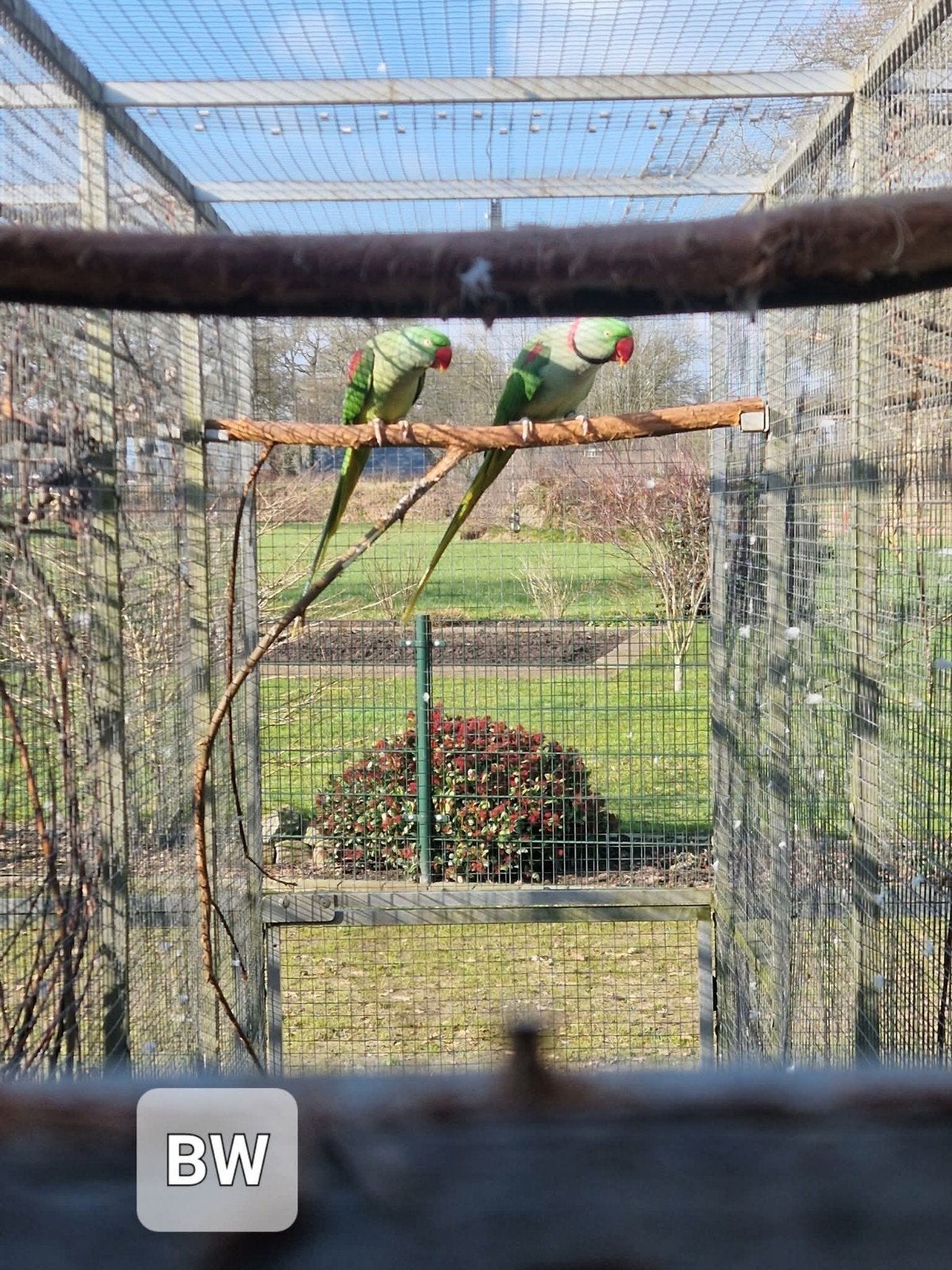 Te koop Alexander parkiet, Dieren en Toebehoren, Meerdere dieren, Parkiet