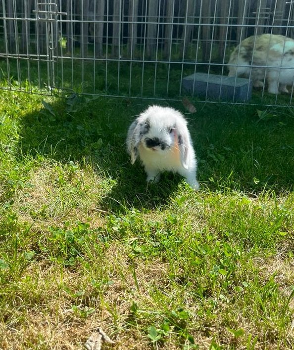Mini lops, Dieren en Toebehoren, Konijnen, Meerdere dieren