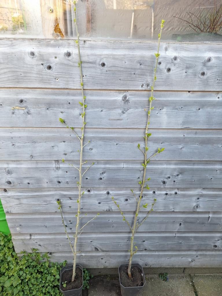 Twee jonge hibiscus struiken, Overige soorten, Minder dan 100 cm, Zomer, Ophalen