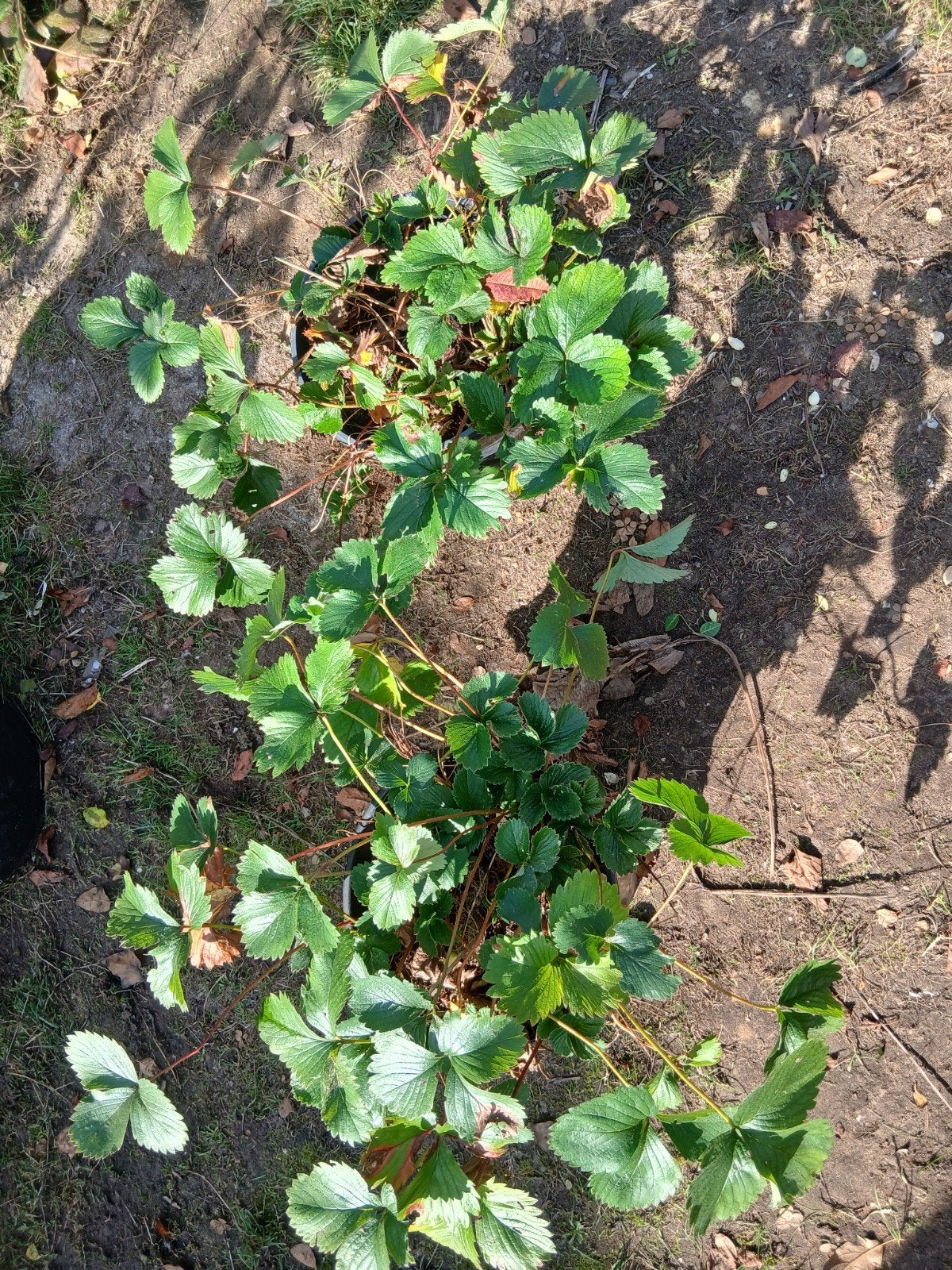aarbeienplanten 2 stuks  circa 50 cm hoog., Ophalen, Minder dan 100 cm, Overige soorten, Zomer