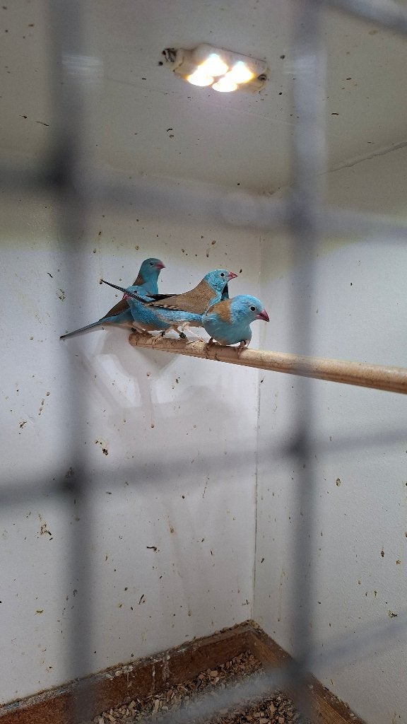 Foto 2 van te koop blauwkop fazantjes mannen