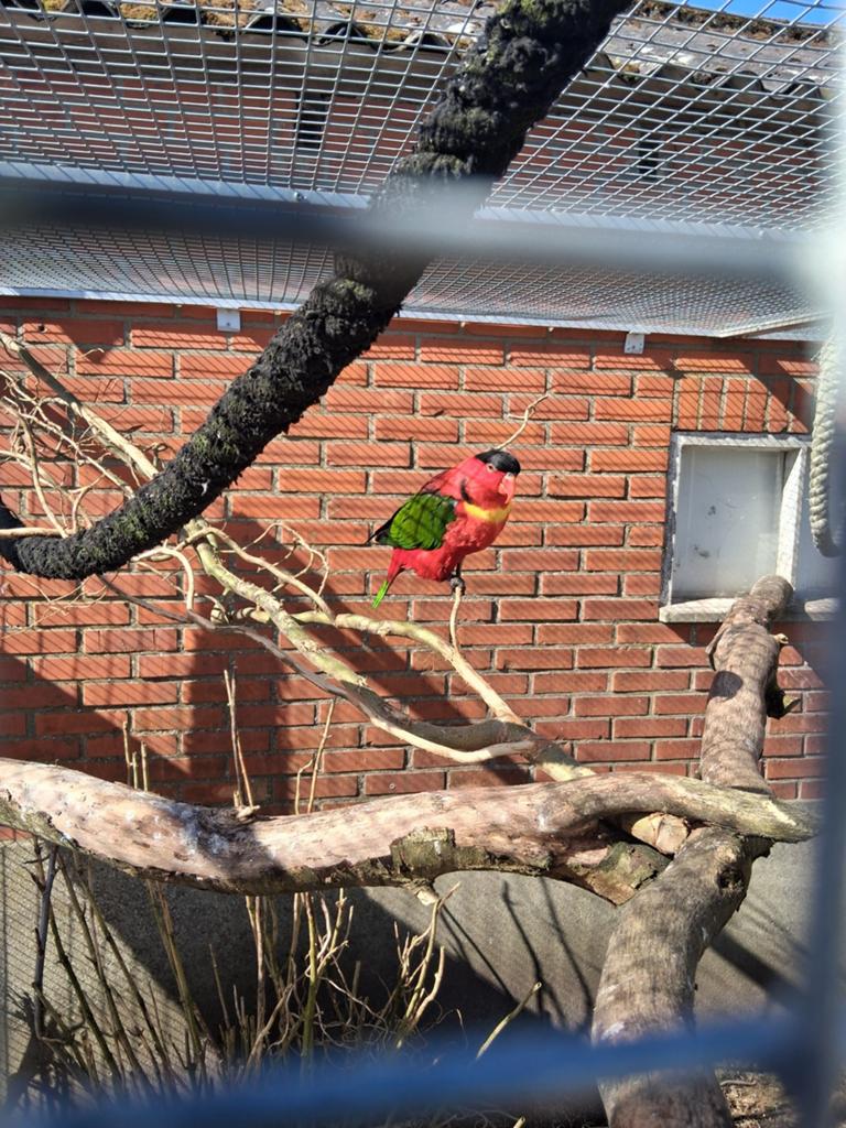 Mooi koppel groenstaart lori broedrijp, Dieren en Toebehoren, Meerdere dieren, Papegaai