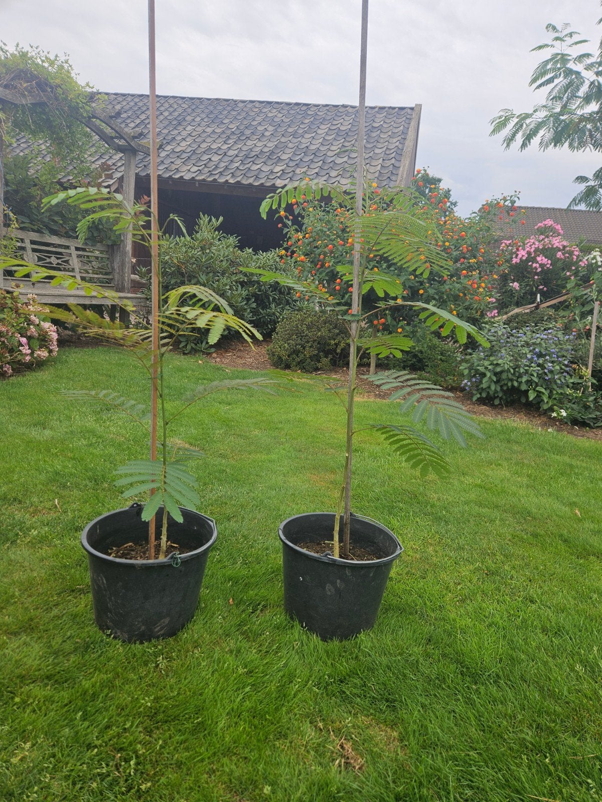 Albizia julibrissin. perziche slaapboom
Albizia julibrissin., Tuin en Terras, Planten | Bomen, Ophalen, In pot, Overige soorten