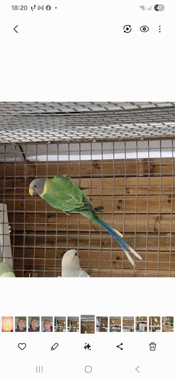 Blauw turq  pruimenkop, Dieren en Toebehoren, Vrouwelijk, Parkiet
