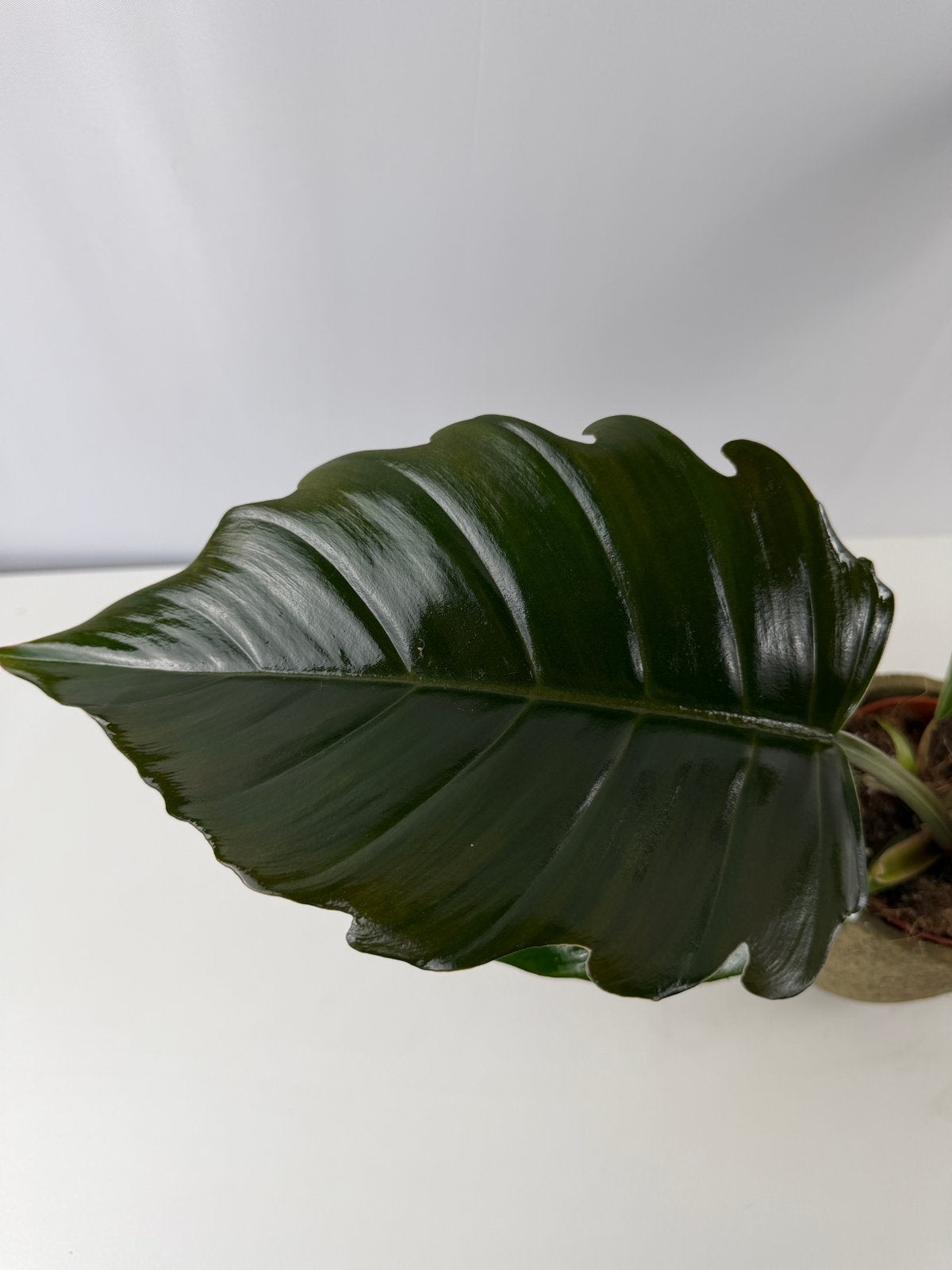 Philodendron Choco Empress - Pot 12, Ophalen of Verzenden