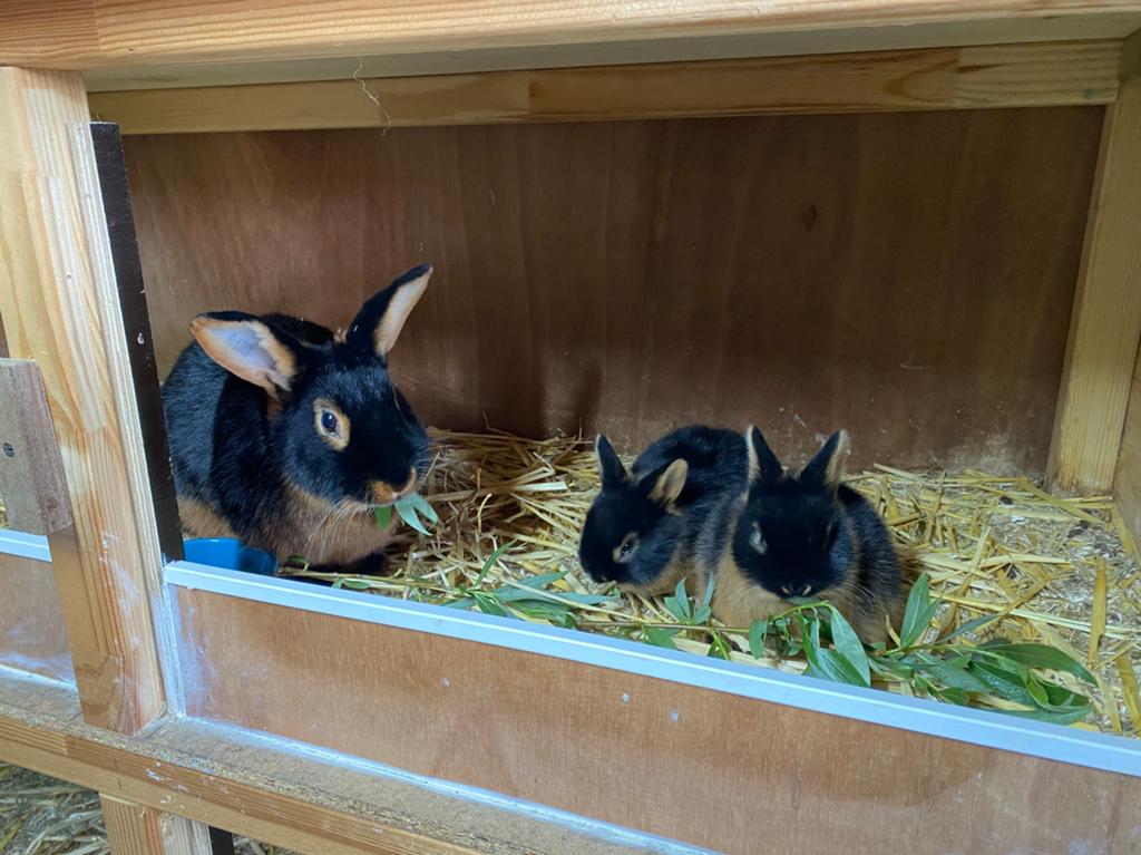 Tan konijnen te koop, Dieren en Toebehoren, Konijnen, Meerdere dieren