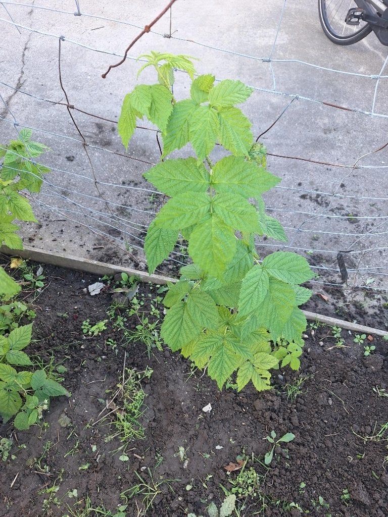 framboos, Ophalen, Vaste plant, Fruitplanten, Volle zon