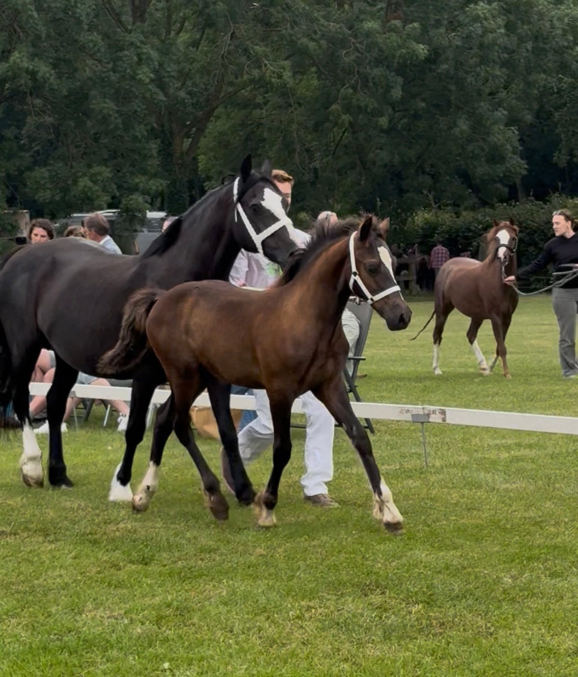 Prachtig Welsh Cob hengstveulen, Dieren en Toebehoren, Pony's, Hengst, E pony (1.48m - 1.57m), 0 tot 2 jaar, Met stamboom, Gechipt