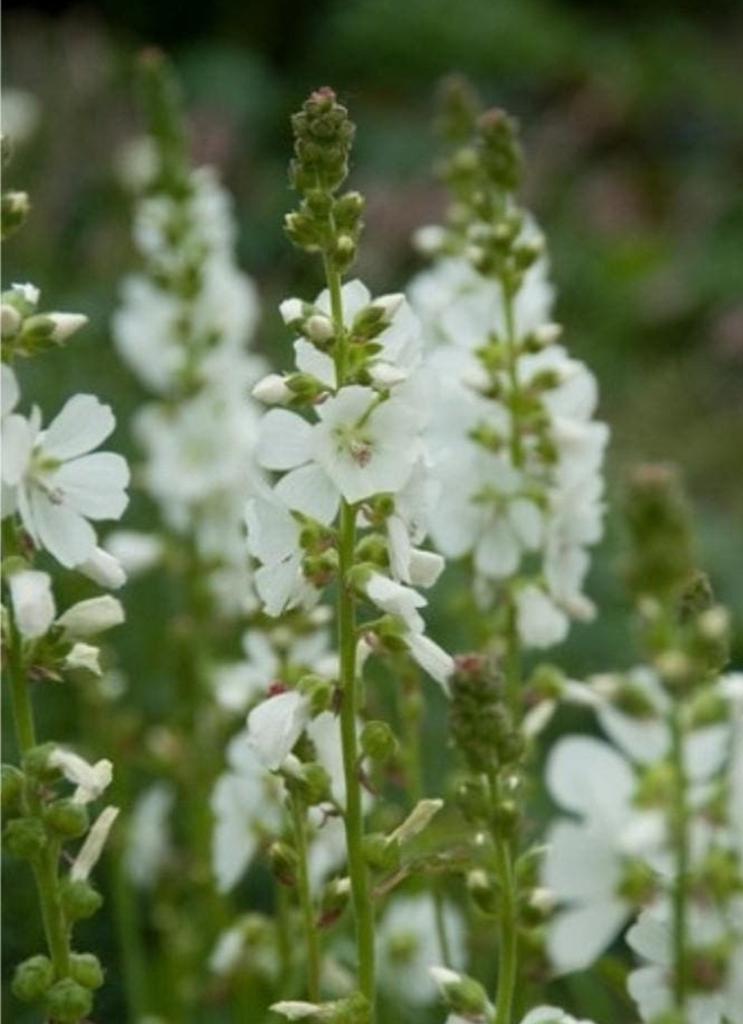 Griekse Malva ( kaasjeskruid) wit, Ophalen, Gehele jaar, Volle zon