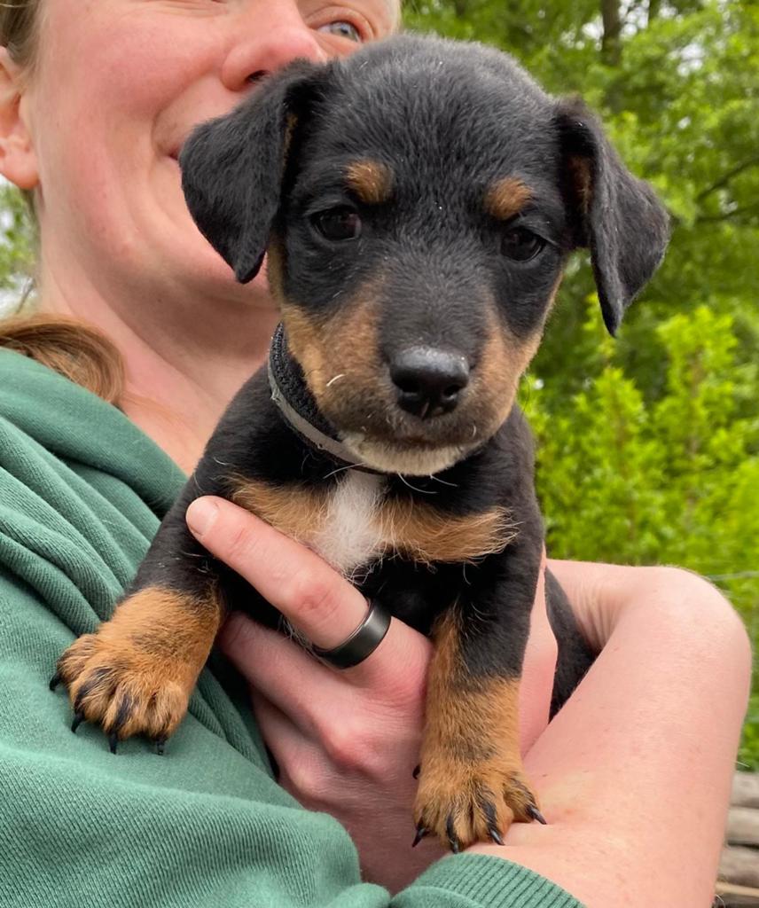 Kruising jack russel - duitse jacht terriers, Dieren en Toebehoren, Parvo, Jack Russell Terriër, Reu, 8 tot 15 weken