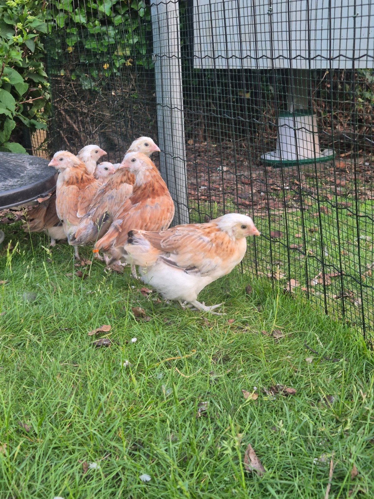 Hennetjes, Dieren en Toebehoren, Vrouwelijk, Kip
