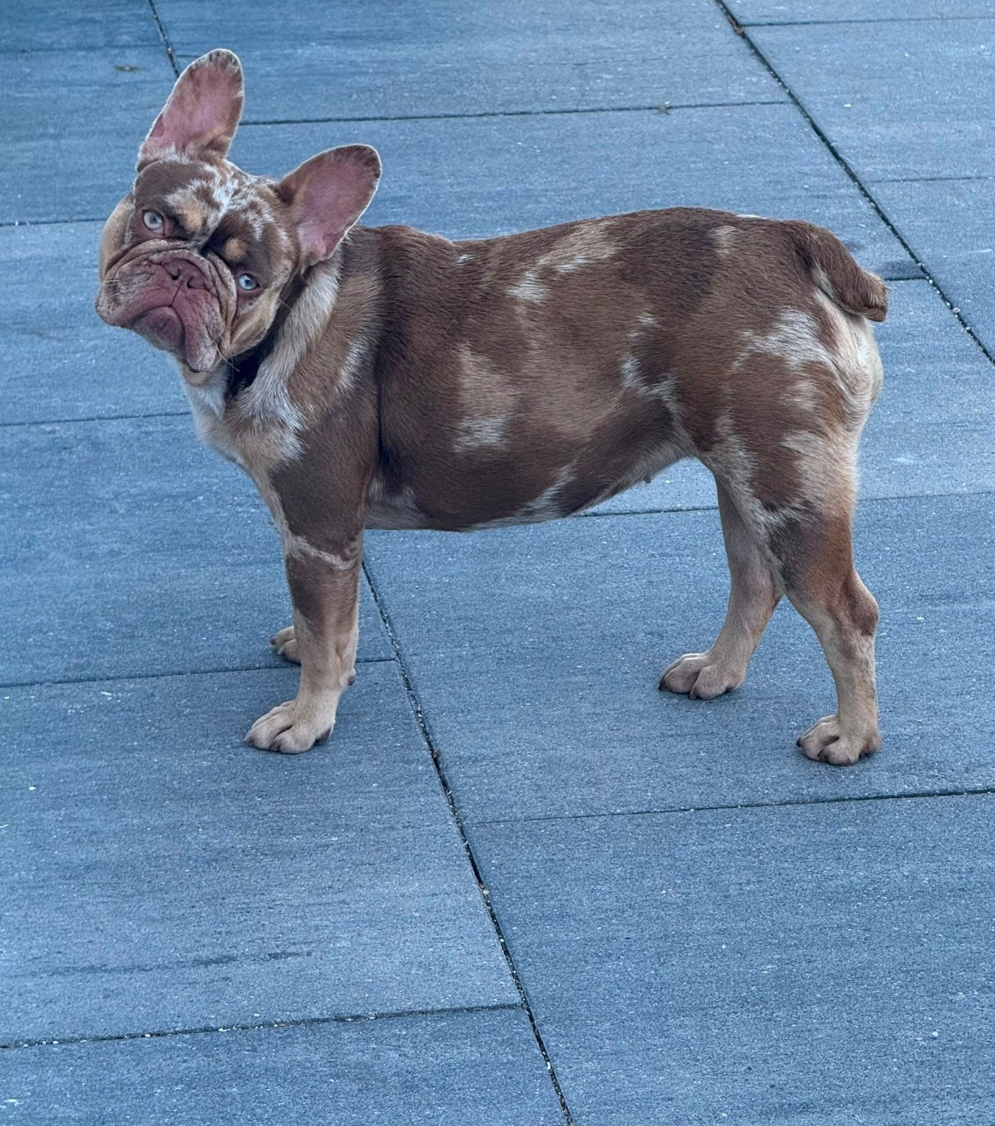 Frans Bulldog teefje, 1 tot 2 jaar, Teef, Bulldog, Eén hond