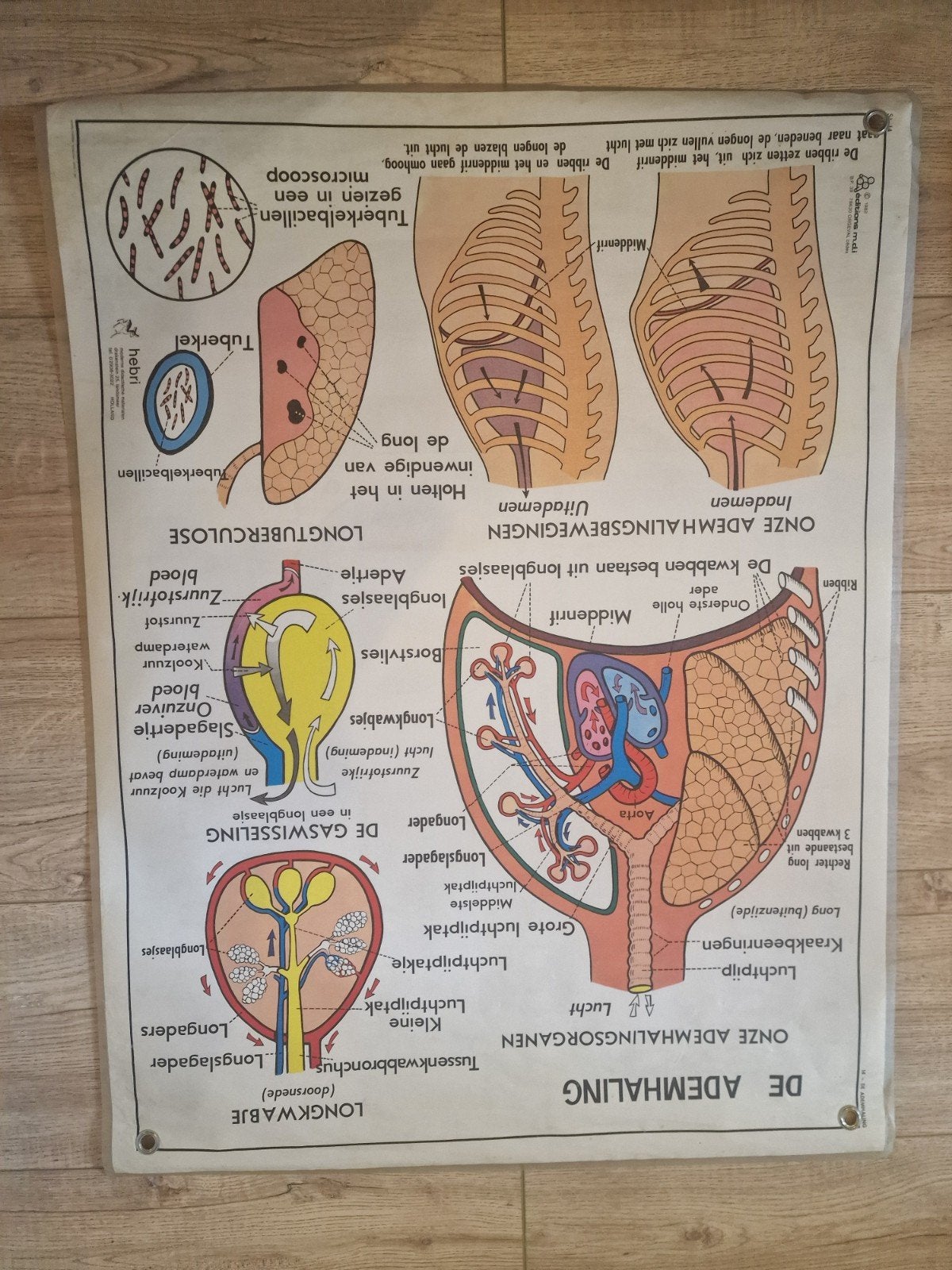 Vintage schoolplaat van gebit en de ademhaling, Ophalen of Verzenden, Natuur en Biologie