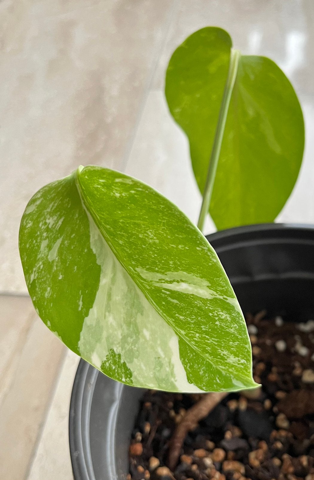 Monstera Albo Variegata, Ophalen of Verzenden, Halfschaduw, Minder dan 100 cm