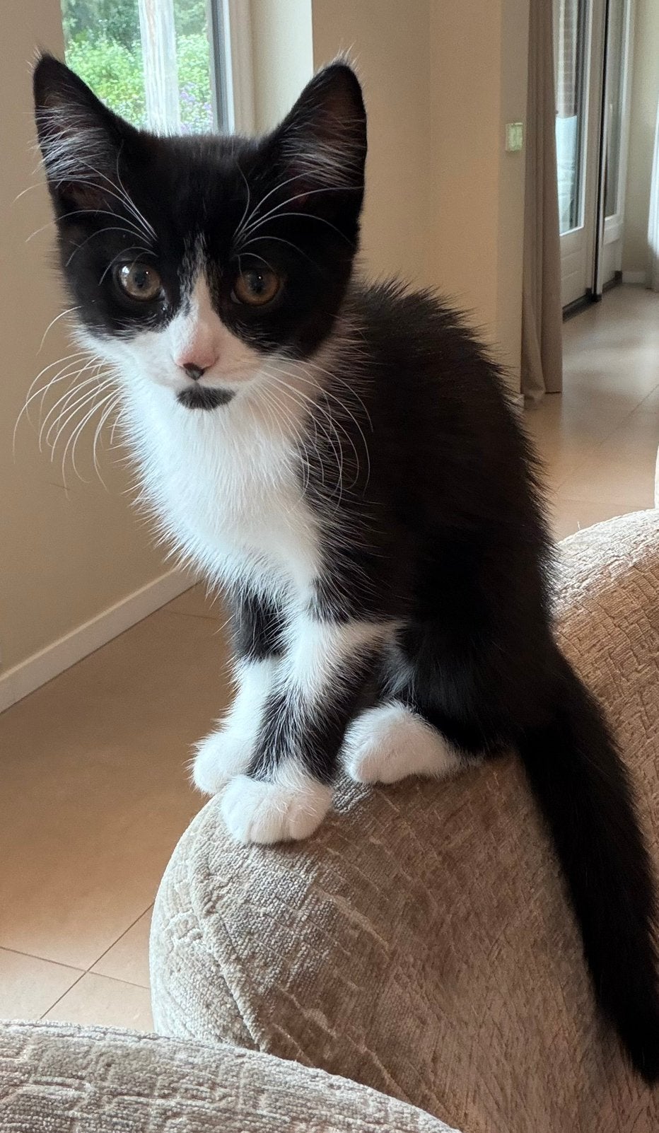 Lieve kitten mag meteen verhuizen, Dieren en Toebehoren, Kater, Kortharig, 0 tot 2 jaar
