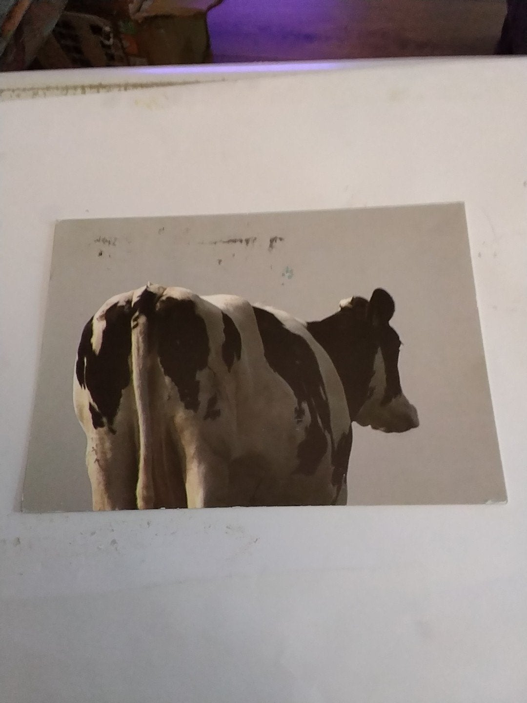 Ansichtkaart met koe, Ophalen of Verzenden, 1980 tot heden