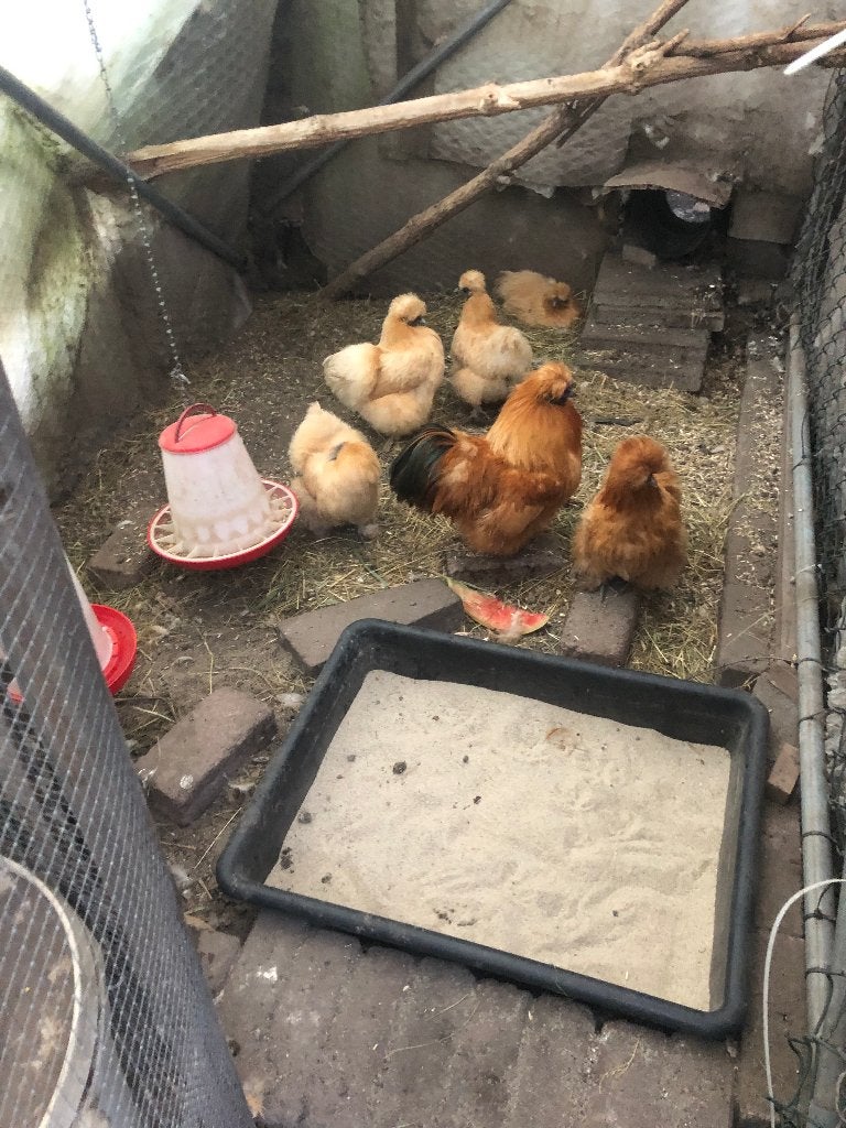 Chinese dwergzijdehoenders, 1 haan + 4 hennen, raszuiver, Dieren en Toebehoren, Meerdere dieren, Kip