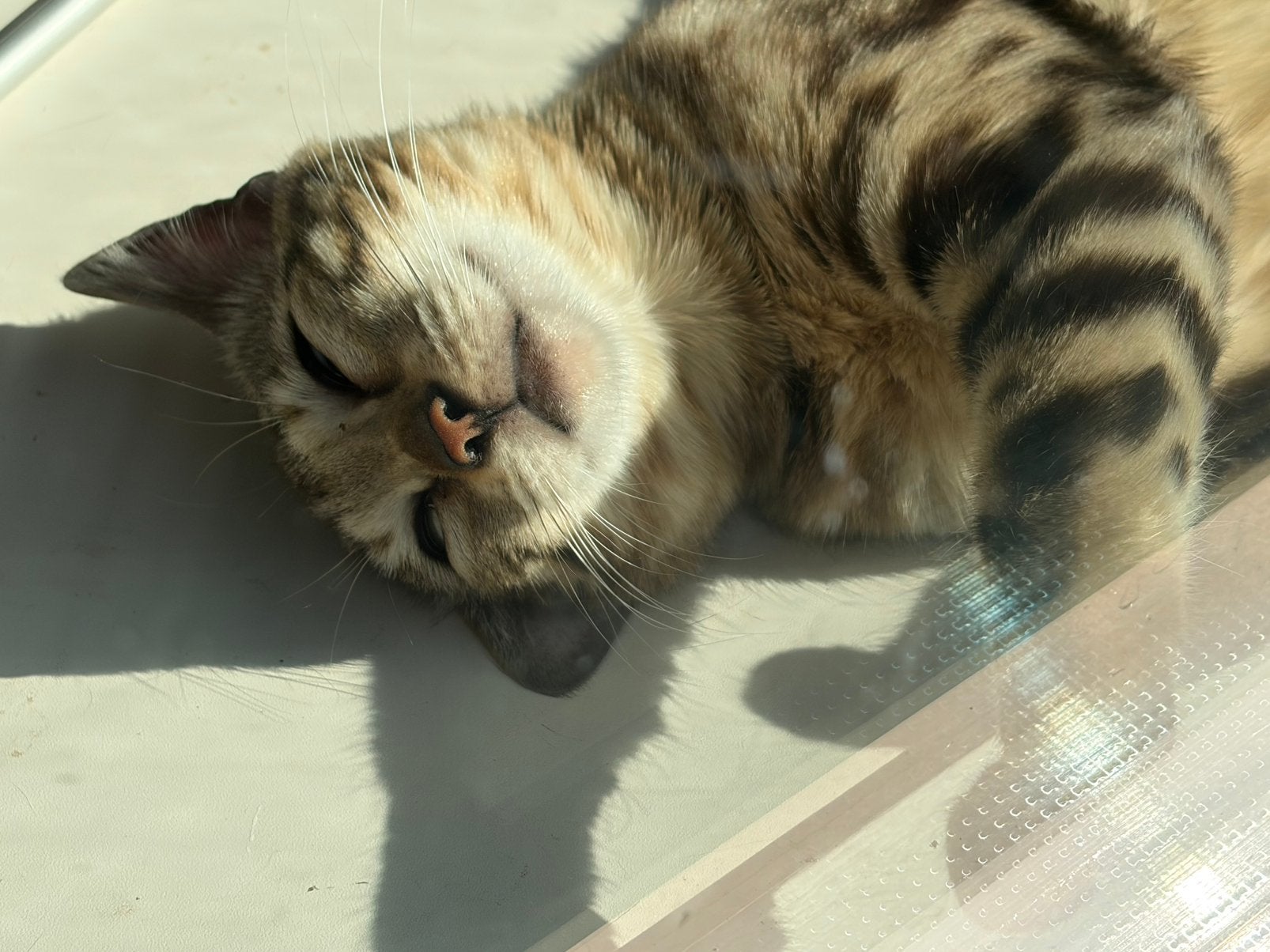 bengaalse dek kater gezocht., Dieren en Toebehoren, Katten en Kittens | Overige Katten, Kater